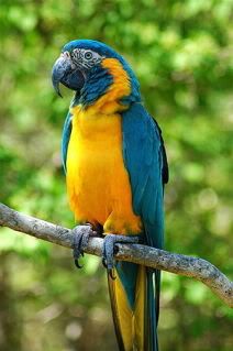 BlueThroatedMacaw.jpg