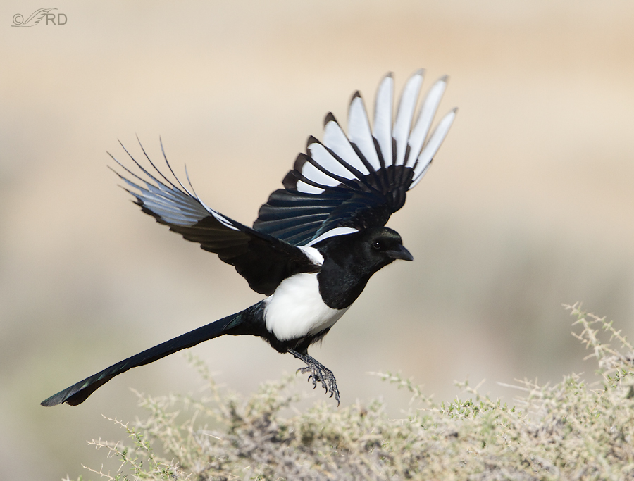 black-billed-magpie-0183.jpg