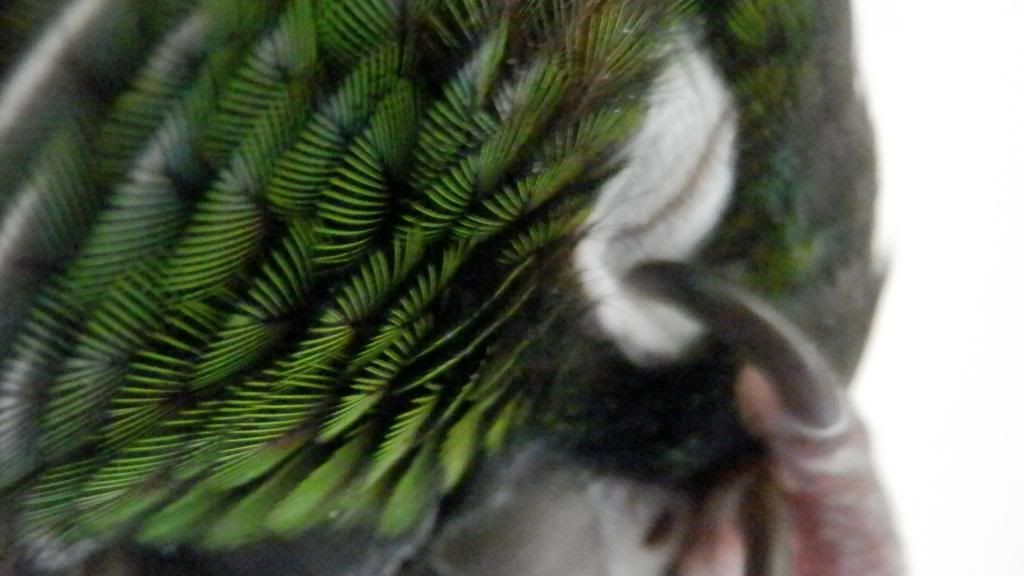 P2231946_zps74c972ef.jpg