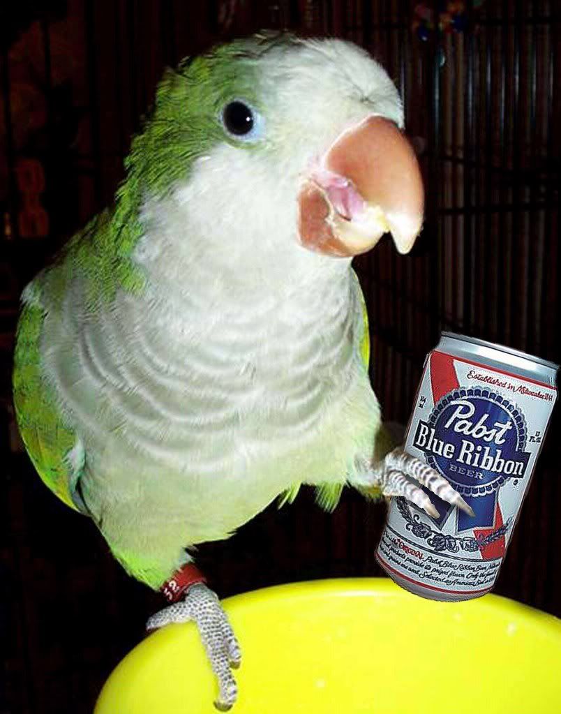 thirstyparrot.jpg