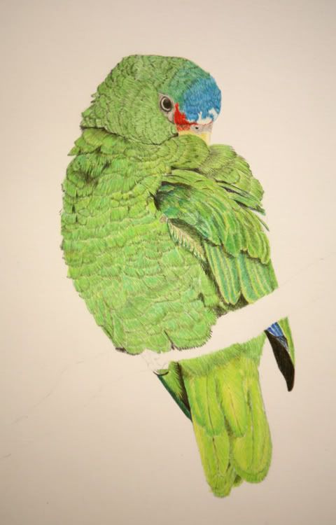 bottombird007.jpg