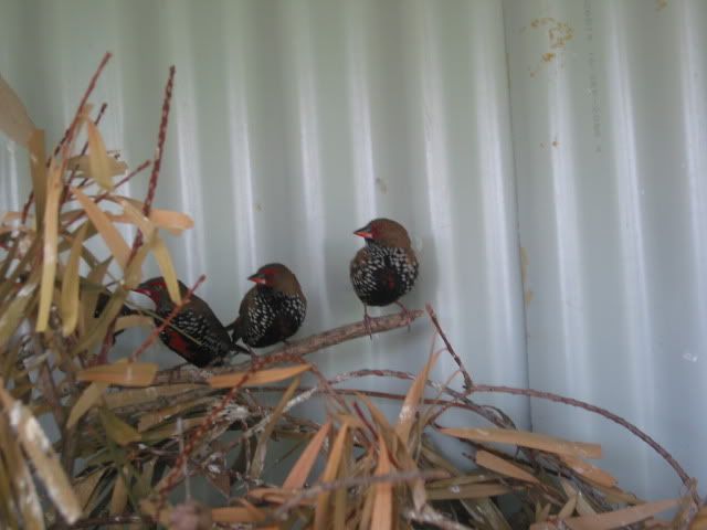 budgies070.jpg
