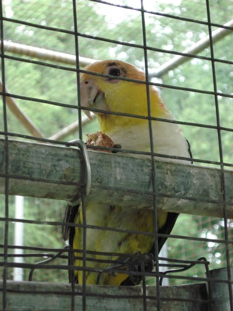 Caique2.jpg