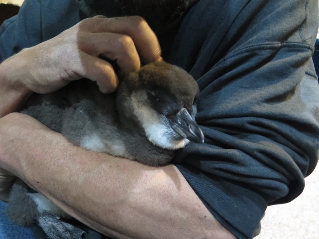 penguinb_zpsmtjehch0.jpg