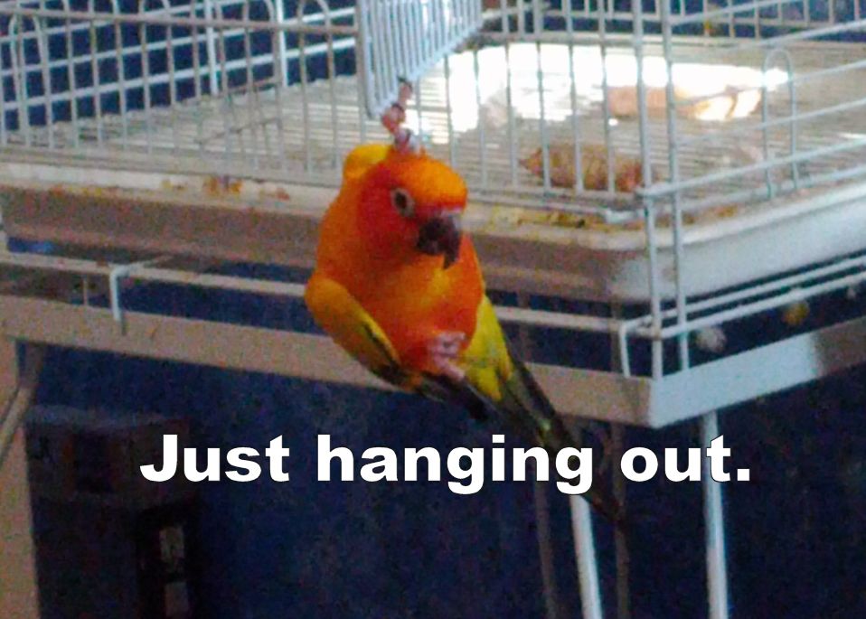 hangingout_zps37a250c2.jpg