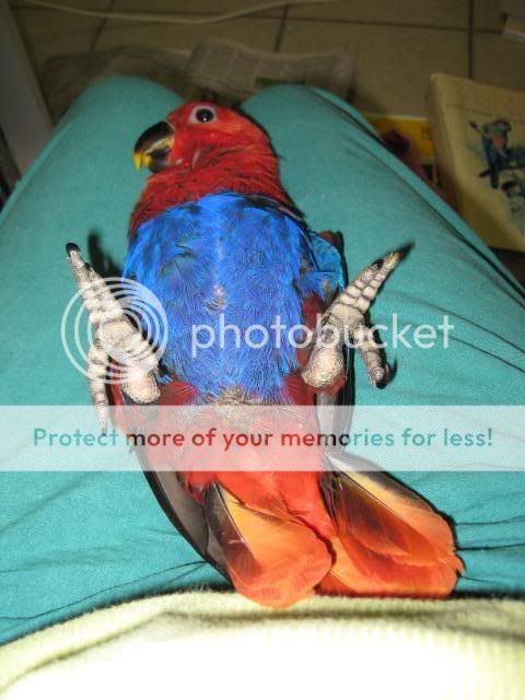 EclectusHen001.jpg