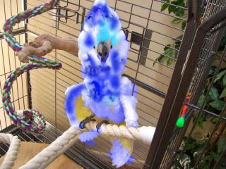 BlueBella.jpg