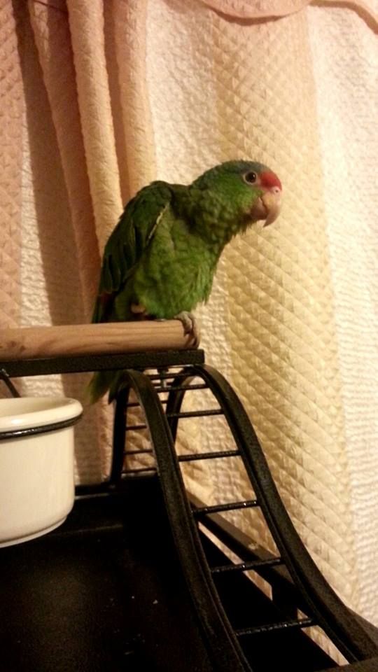 Kiwiontopofthecage2_zpsf391e2a2.jpg