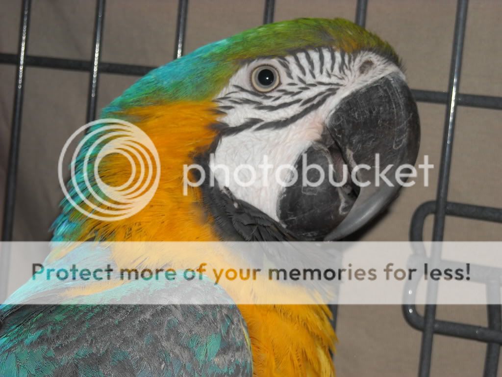 Chewypics009.jpg