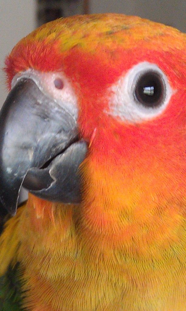 JJsbeak.jpg