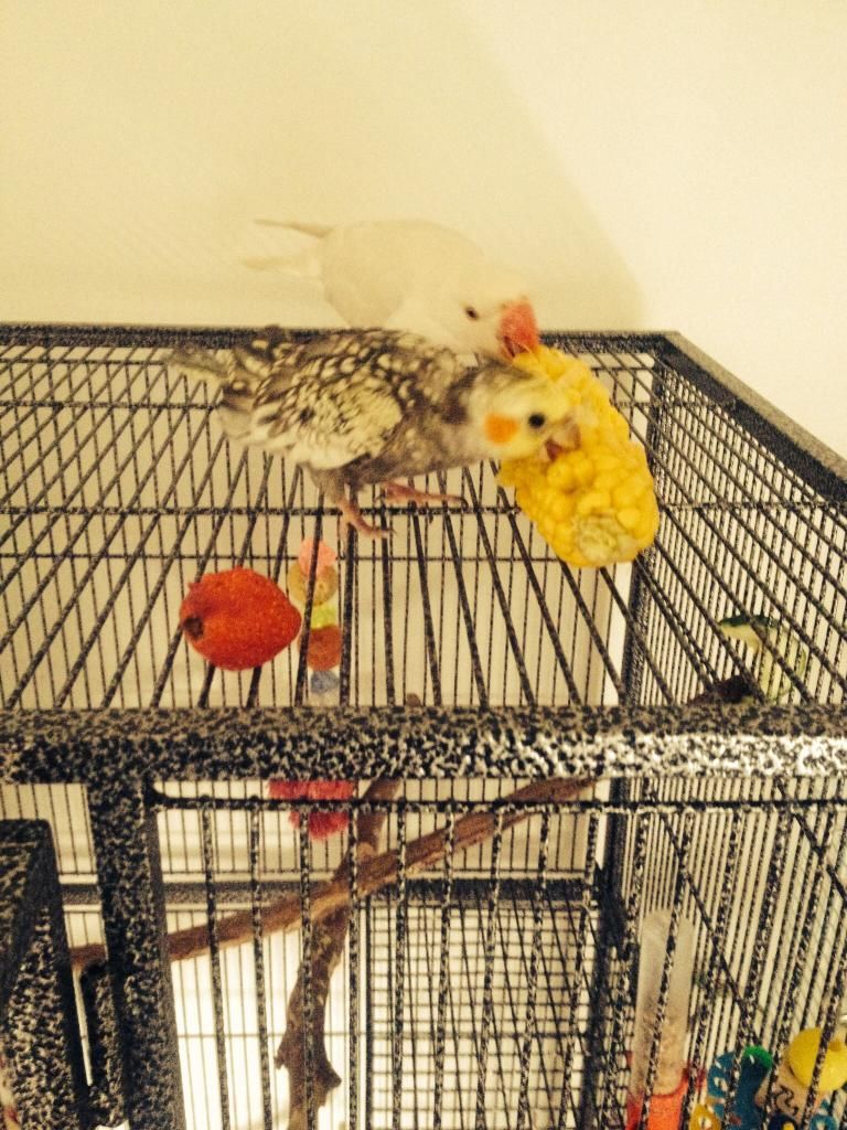 image_zps49db29d3.jpg