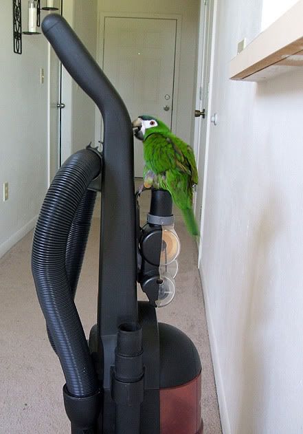 cleaningbuddy.jpg