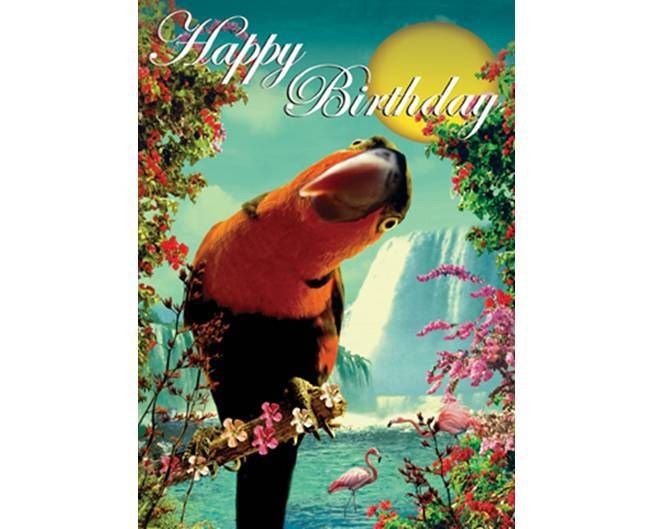 parrotbirthday2_zpsndiufj3v.jpg