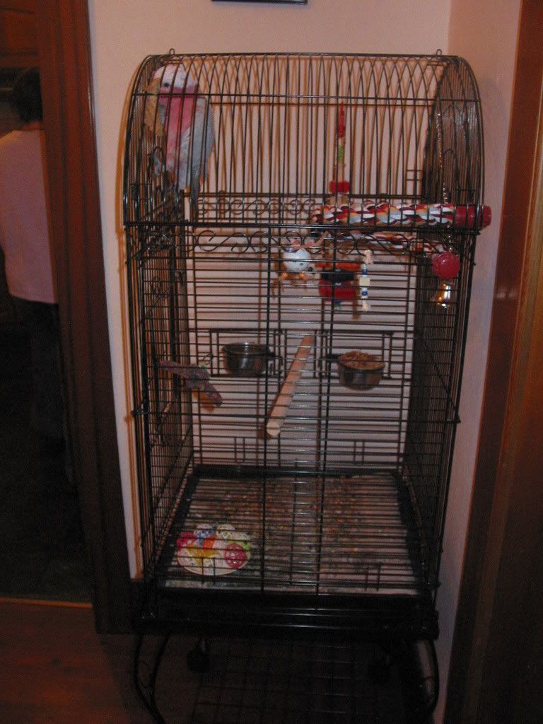 dogsandbirdcages029.jpg