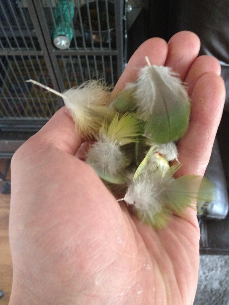 handful_of_feathers_by_gydo-d8ex6qb.jpg
