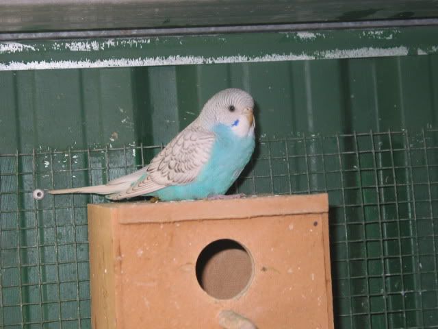 budgies023-1.jpg