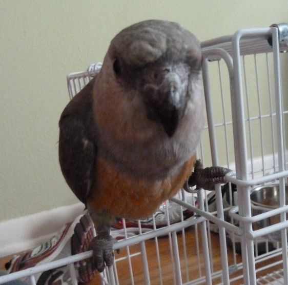 beakies.jpg