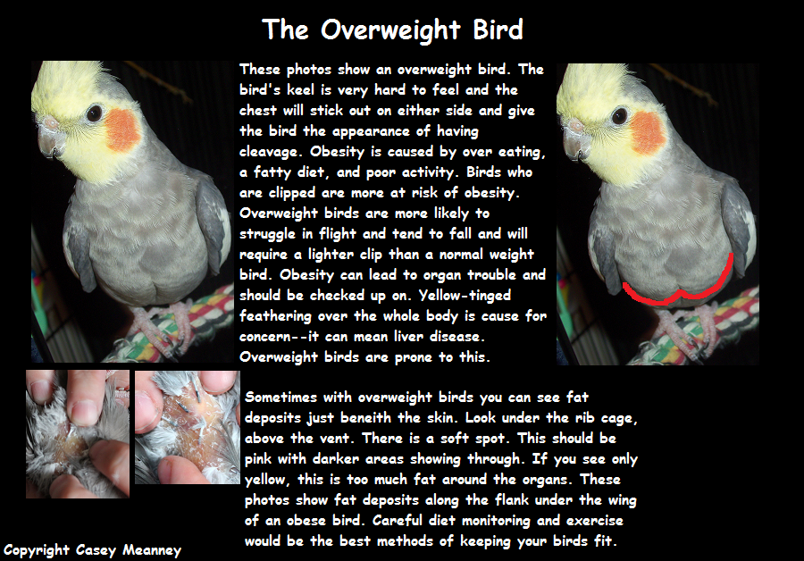OverweightBird.png