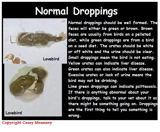 normaldroppings.jpg