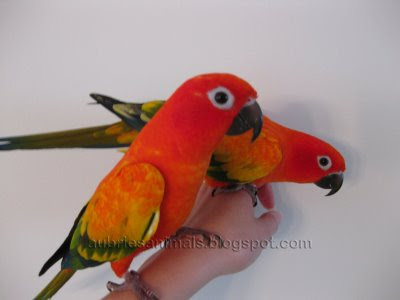 if u know alot about sun conures can u plz answer my question
