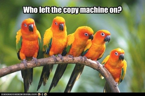 Sun%20Conure%20Copy.jpg