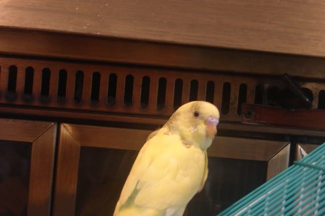 Cutiepiecommingthrough.jpg