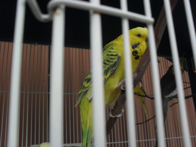 SAM_1126.jpg