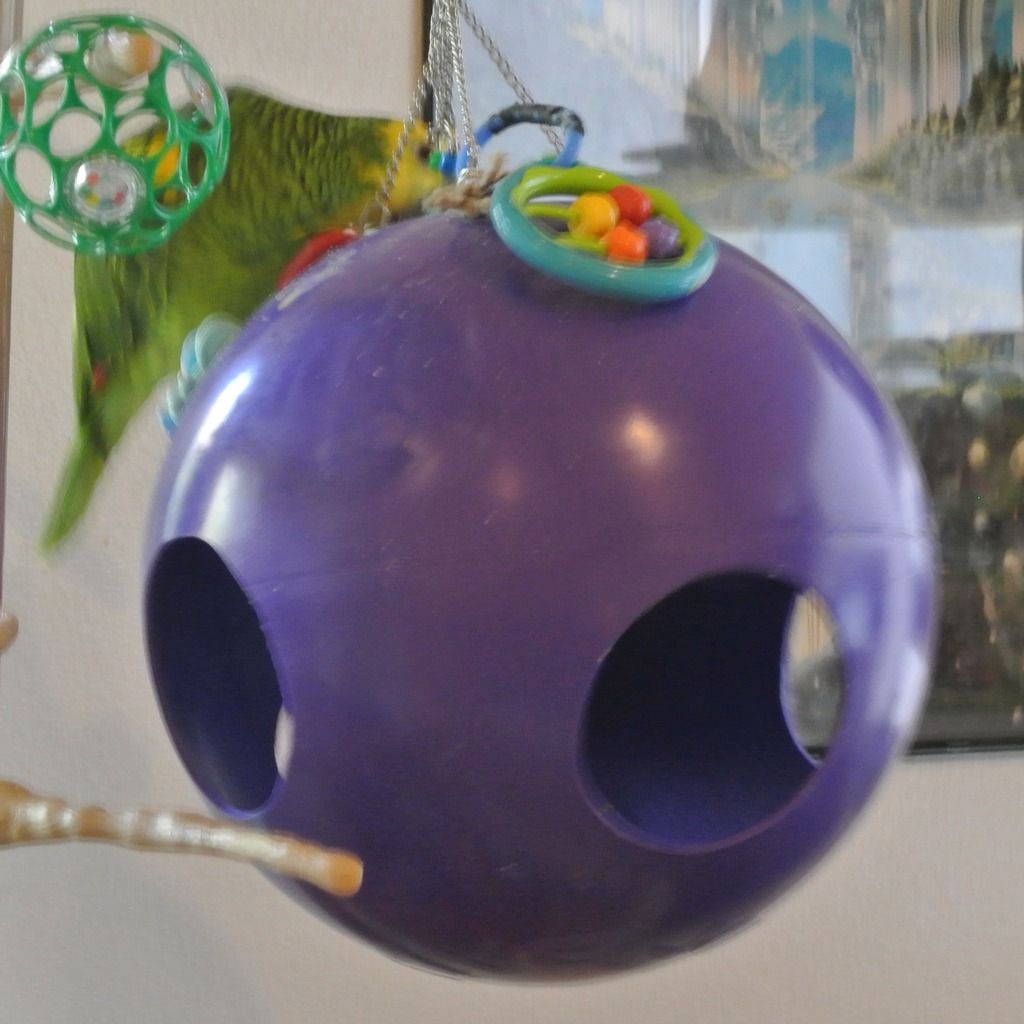 DSC_9071_zpstme7q3e3.jpg