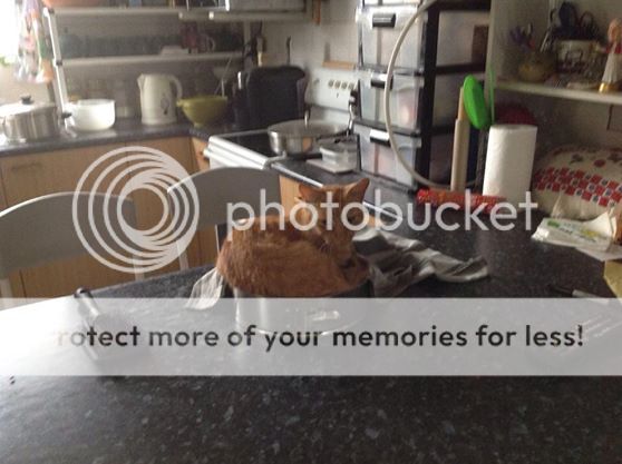 SeamusisaCake_zps4f2ab157.jpg