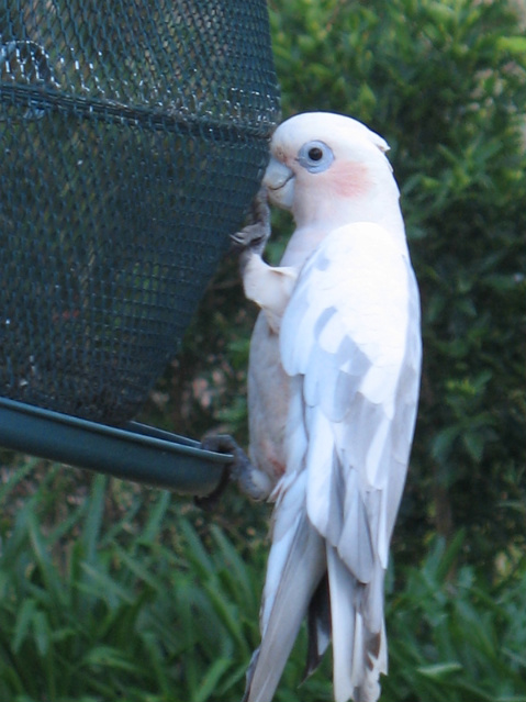 galah_corella_hybrid.jpg