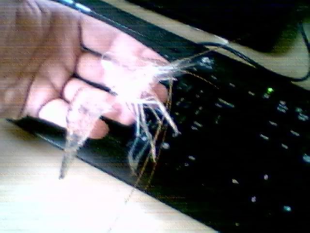 Picture217.jpg