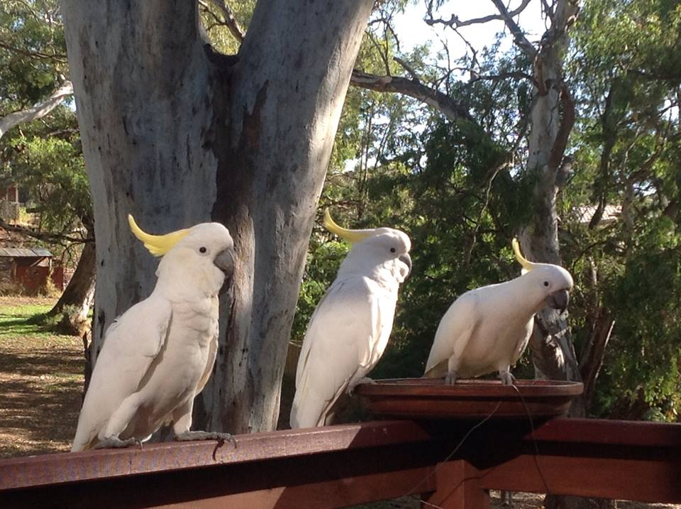 cockys2_zps5a066316.png