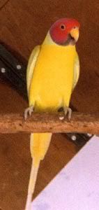 yellowplumheadringneck.jpg