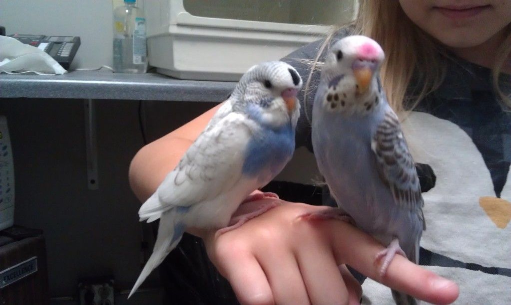 thebudgies4June5th2012.jpg