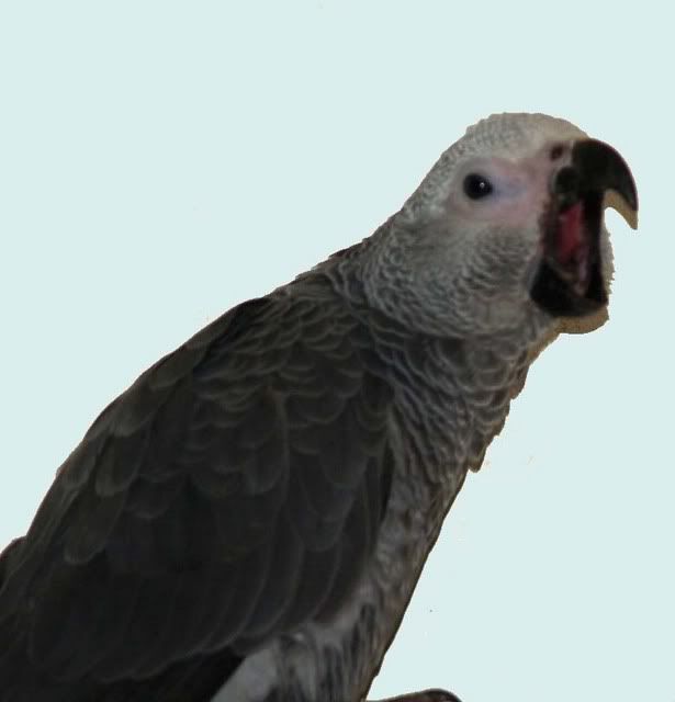 2704072.jpg