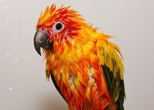 hamletwet1.jpg