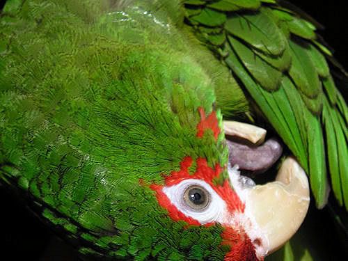 CharliePreen.jpg~original