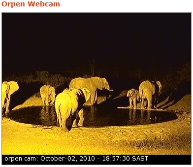 Elephant.jpg