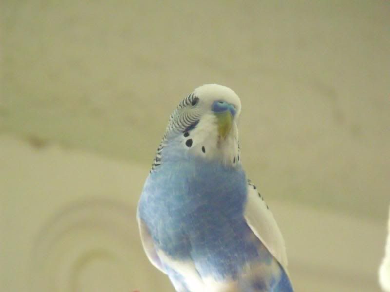 DSCF0253.jpg