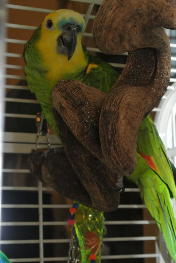 DSC_7007_zps670ab587.jpg