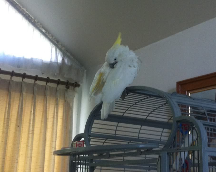 Cookiepreening.jpg