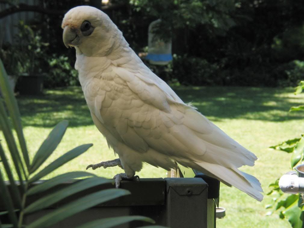 birdsoutside005.jpg