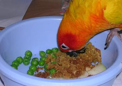 food1.jpg
