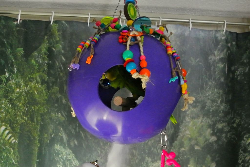DSC_9264_zpsultivydo.jpg