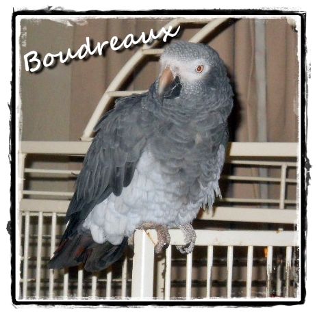 Boudreaux.jpg