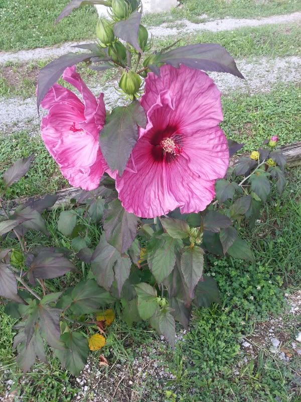 20130708_094234_zps21c8d40a.jpg
