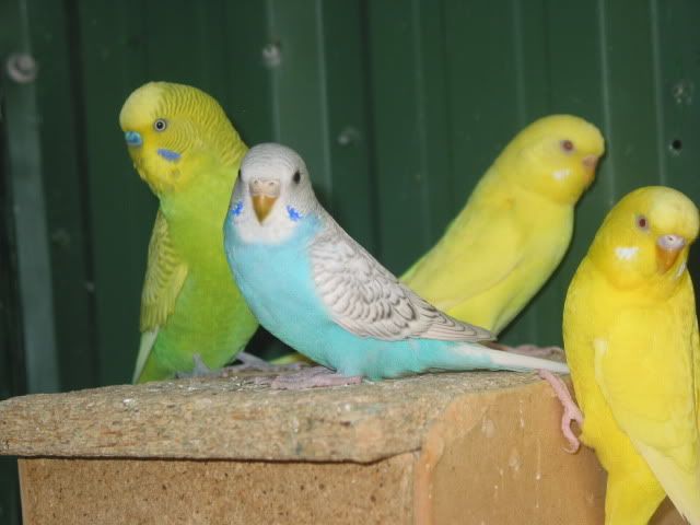 budgies033.jpg