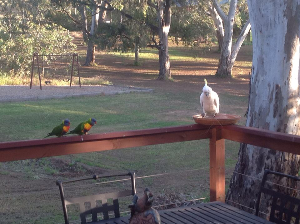 lorikeets_zpsfde1a9f5.png