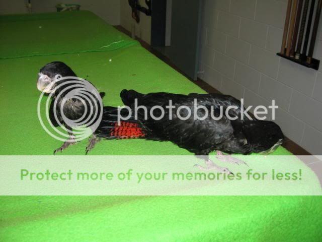 BabyBirds029.jpg