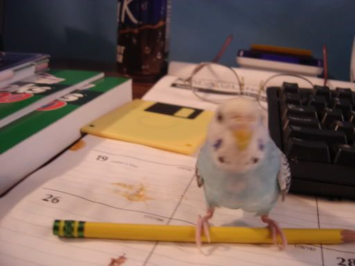 OkaySunnyboyfilemypapers.jpg